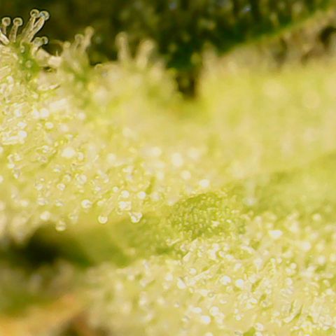 N13 Kush #1 - 9.2 w/f growlog timeline photo