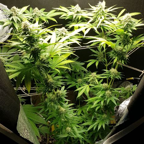 N13 Kush #1 - 9.2 w/f growlog timeline photo