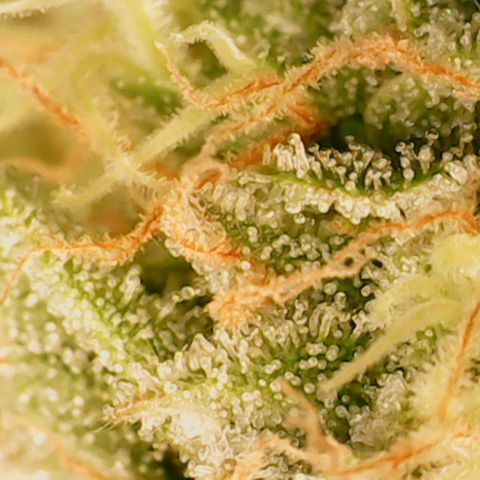 N13 Kush #1 - 9.2 w/f growlog timeline photo