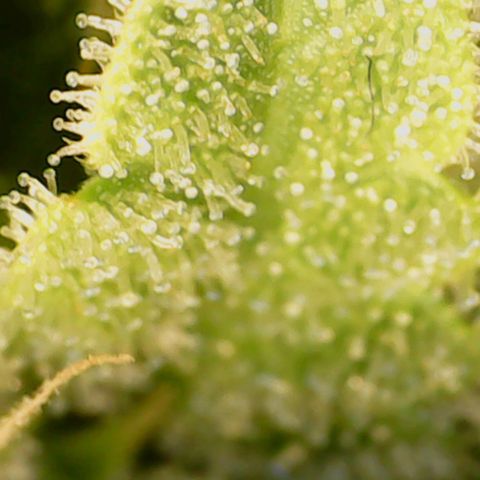 N13 Kush #1 - 9.2 w/f growlog timeline photo