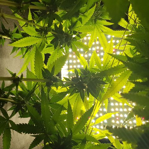 N13 Kush #1 - 9.2 w/f growlog timeline photo