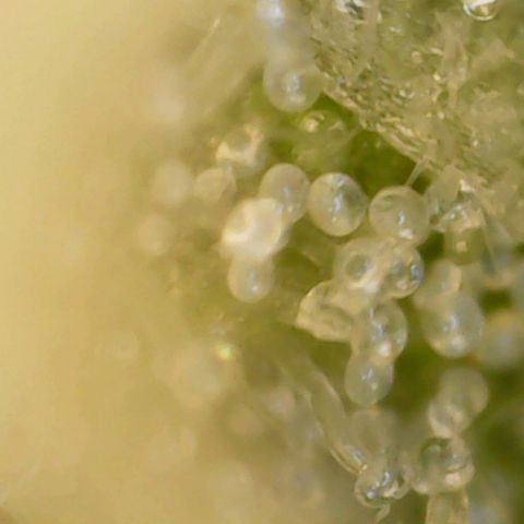 N13 Kush #1 - 9.2 w/f growlog timeline photo