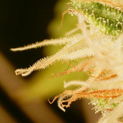 N13 Kush #1 - 9.2 w/f growlog timeline photo