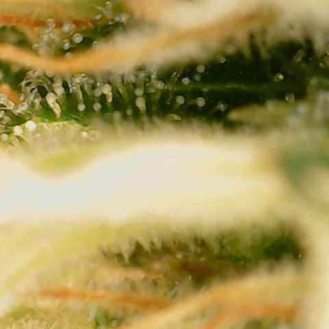 N13 Kush #1 - 9.2 w/f growlog timeline photo