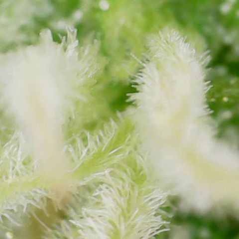 N13 Kush #1 - 9.2 w/f growlog timeline photo