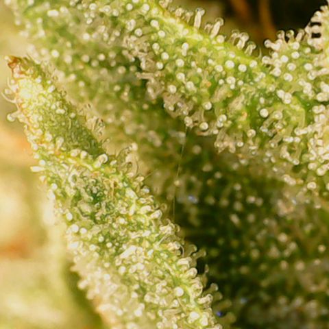 N13 Kush #1 - 9.2 w/f growlog timeline photo