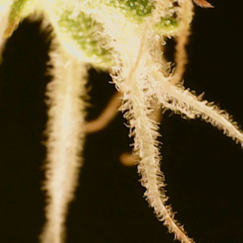N13 Kush #1 - 9.2 w/f growlog timeline photo