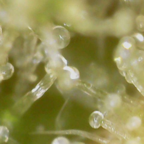 N13 Kush #1 - 9.2 w/f growlog timeline photo