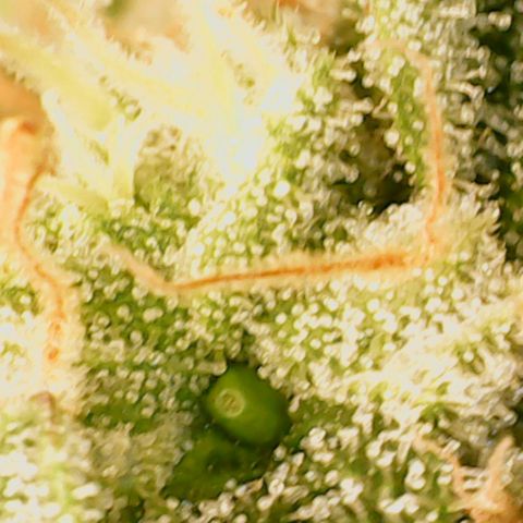 N13 Kush #1 - 9.2 w/f growlog timeline photo