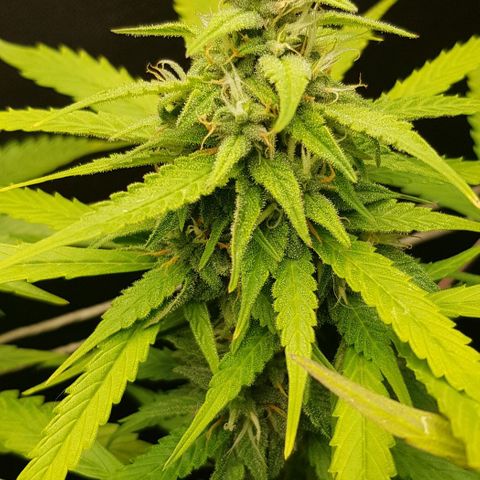 Auto w/w - 12 w/f growlog timeline photo