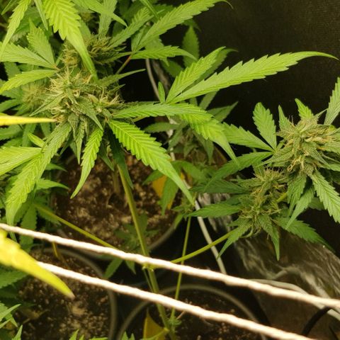 Auto w/w - 12 w/f growlog timeline photo