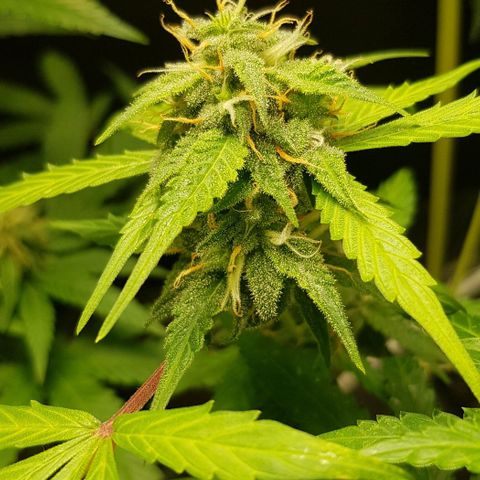 Auto w/w - 12 w/f growlog timeline photo