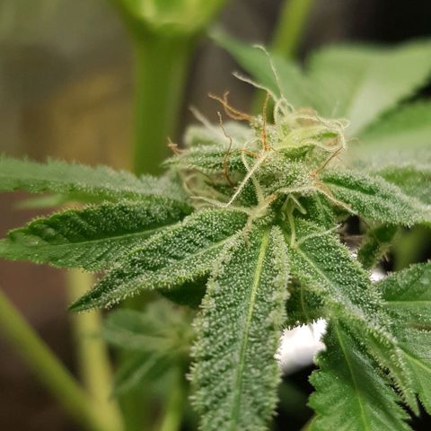 Skunk #1 #1 - 7.1 w/f growlog timeline photo