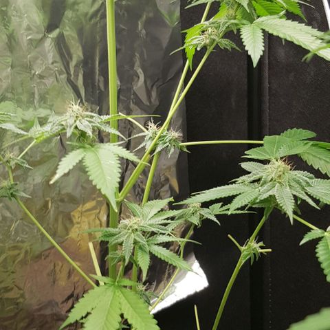 Skunk #1 #1 - 7.1 w/f growlog timeline photo