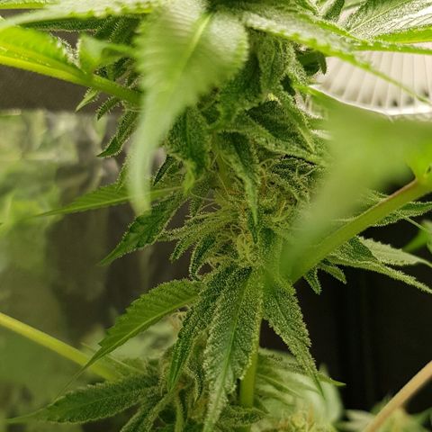 Skunk #1 #1 - 7.1 w/f growlog timeline photo