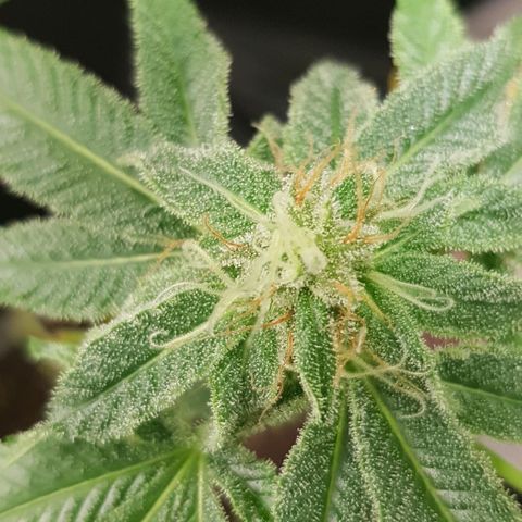 Skunk #1 #1 - 7.1 w/f growlog timeline photo