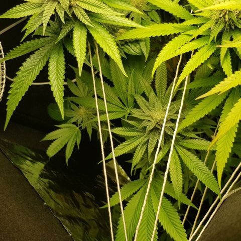 Skunk #1 #1 - 7.1 w/f growlog timeline photo