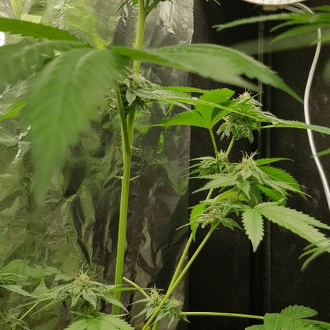 Skunk #1 #1 - 7.1 w/f growlog timeline photo