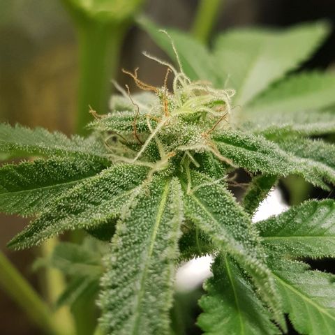 Skunk #1 #1 - 7.1 w/f growlog timeline photo
