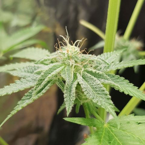 Skunk #1 #1 - 7.1 w/f growlog timeline photo
