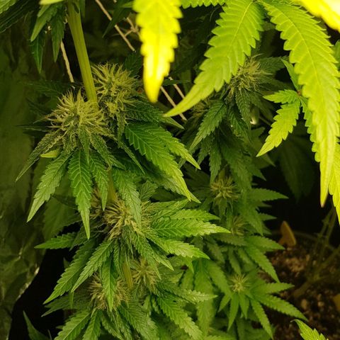 N13 Kush #1 - 9.2 w/f growlog timeline photo