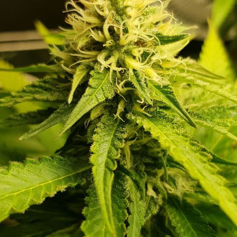 N13 Kush #1 - 9.2 w/f growlog timeline photo