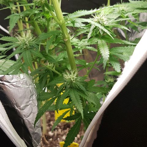 N13 Kush #1 - 9.2 w/f growlog timeline photo