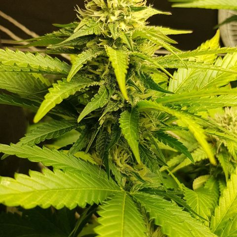 N13 Kush #1 - 9.2 w/f growlog timeline photo