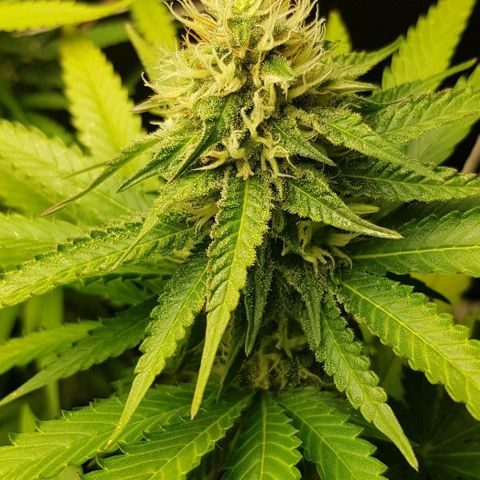 N13 Kush #1 - 9.2 w/f growlog timeline photo