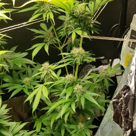 N13 Kush #1 - 9.2 w/f growlog timeline photo