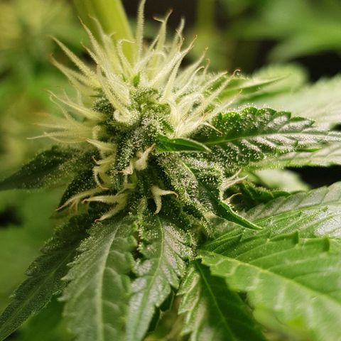 N13 Kush #1 - 9.2 w/f growlog timeline photo