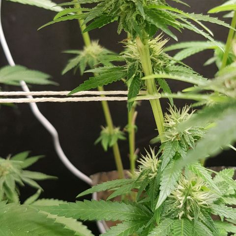 N13 Kush #1 - 9.2 w/f growlog timeline photo