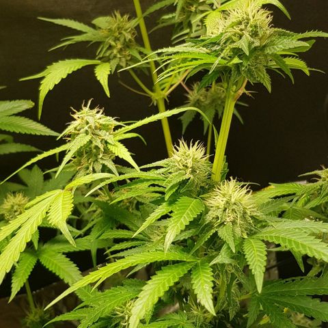 N13 Kush #1 - 9.2 w/f growlog timeline photo