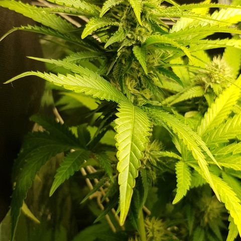 N13 Kush #1 - 9.2 w/f growlog timeline photo