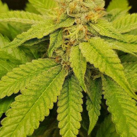 Skunk #1 #2 - 7.1 w/f growlog timeline photo