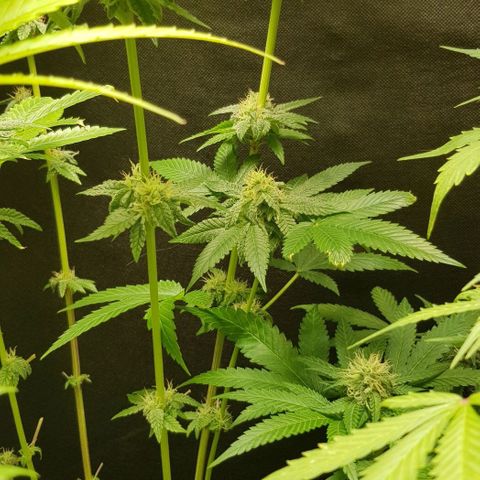 Skunk #1 #2 - 7.1 w/f growlog timeline photo