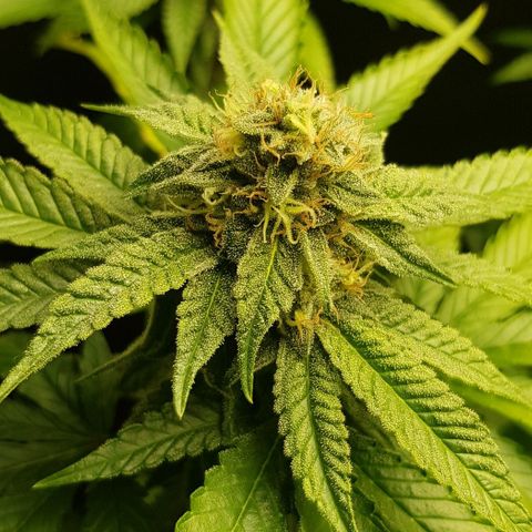 Skunk #1 #2 - 7.1 w/f growlog timeline photo