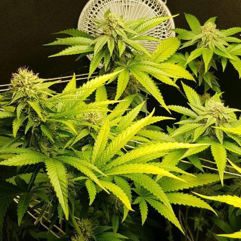 Skunk #1 #2 - 7.1 w/f growlog timeline photo