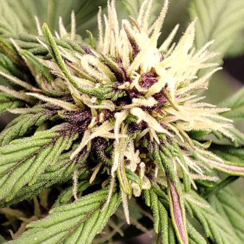 Fast buds # Purple Lemonade growlog timeline photo