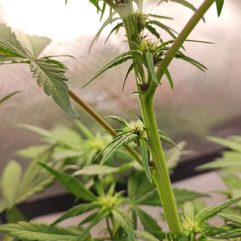 Fast buds # Purple Lemonade growlog timeline photo