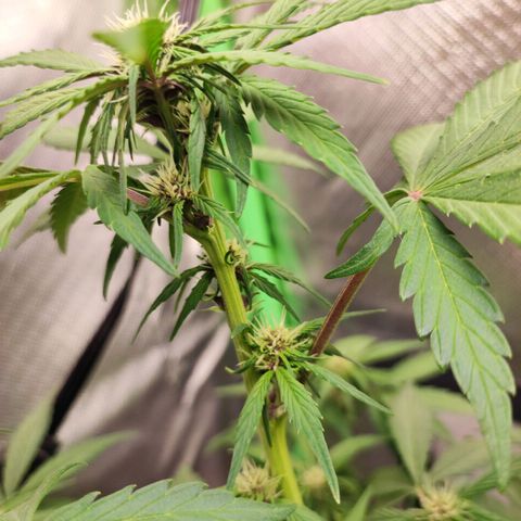 Fast buds # Purple Lemonade growlog timeline photo