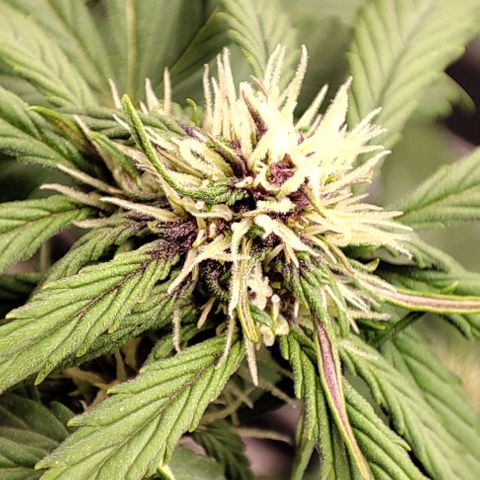 Fast buds # Purple Lemonade growlog timeline photo