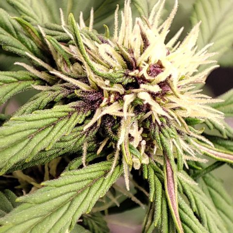 Fast buds # Purple Lemonade growlog timeline photo