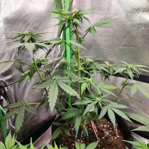 Fast buds # Purple Lemonade growlog timeline photo
