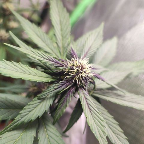 Fast buds # Purple Lemonade growlog timeline photo