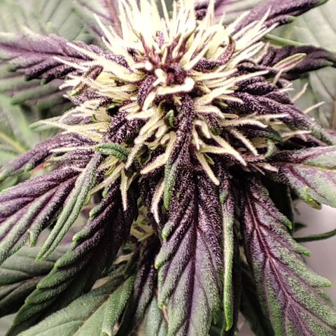 Fast buds # Purple Lemonade growlog timeline photo