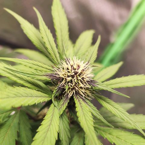 Fast buds # Purple Lemonade growlog timeline photo