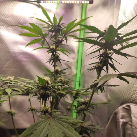 Fast buds # Purple Lemonade growlog timeline photo