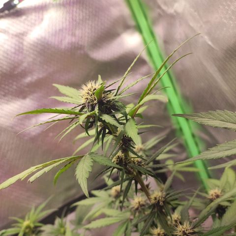 Fast buds # Purple Lemonade growlog timeline photo