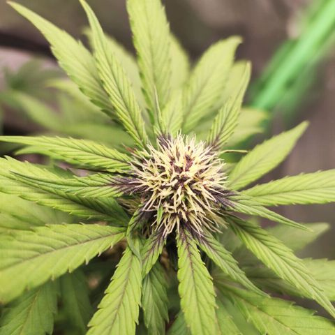 Fast buds # Purple Lemonade growlog timeline photo